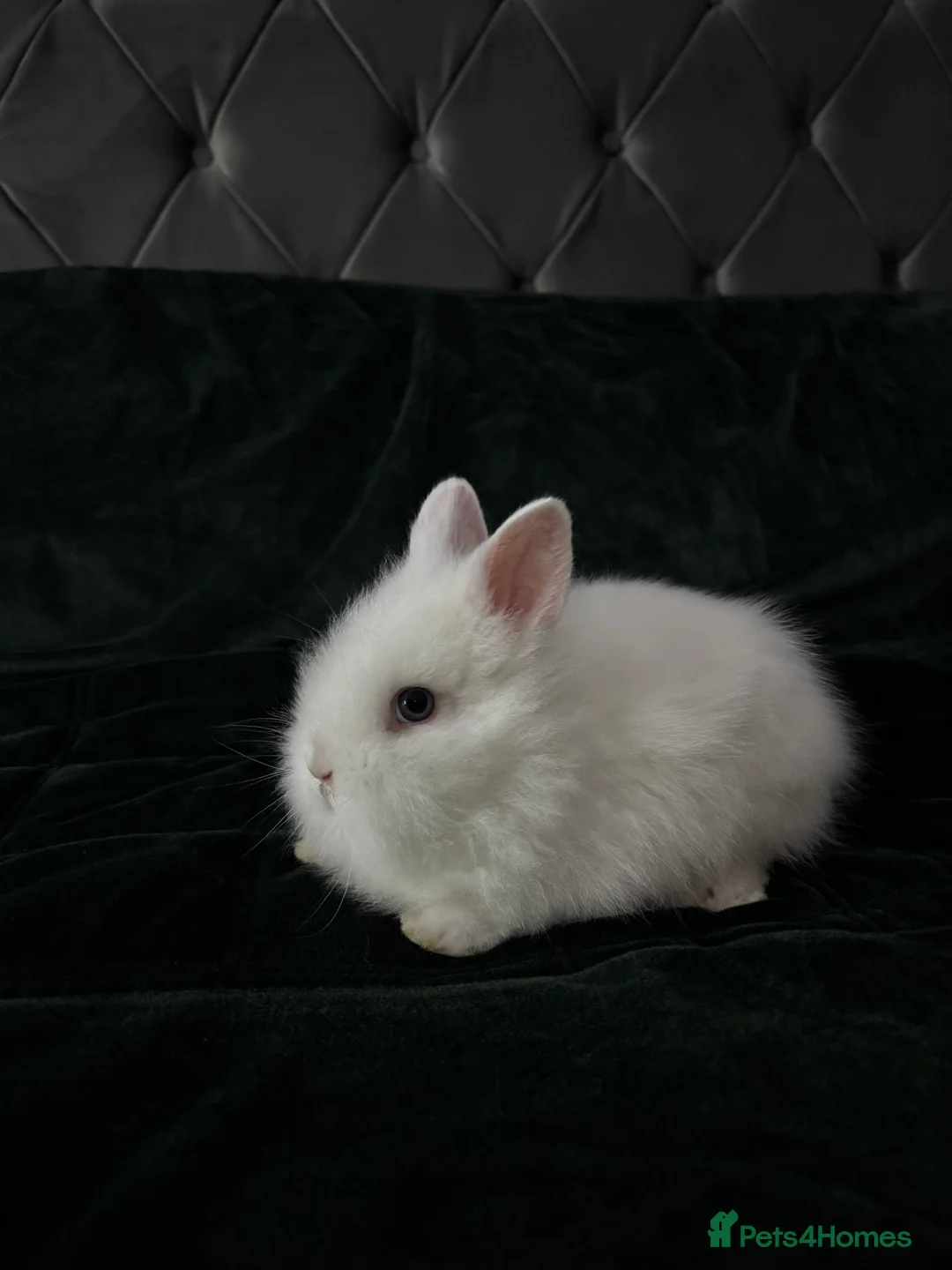Lionhead rabbits for sale: Beautiful lion-head bunnies 🐰  - Advert 16