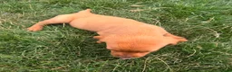 Labrador Retriever dogs for sale: Last Fox Red Girl Remaining, Health Checked - Advert 5