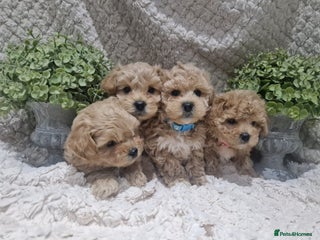 Poochon dogs Health tested parents - Advert 2