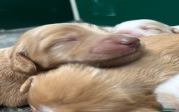 Cockapoo dogs for sale: F1 Cockapoo puppies  - Image 11