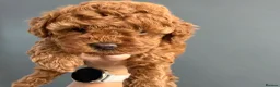 Toy Poodle dogs for sale: Beautiful Red Toy Poodle Puppies -Boy & Girl  - Advert 3