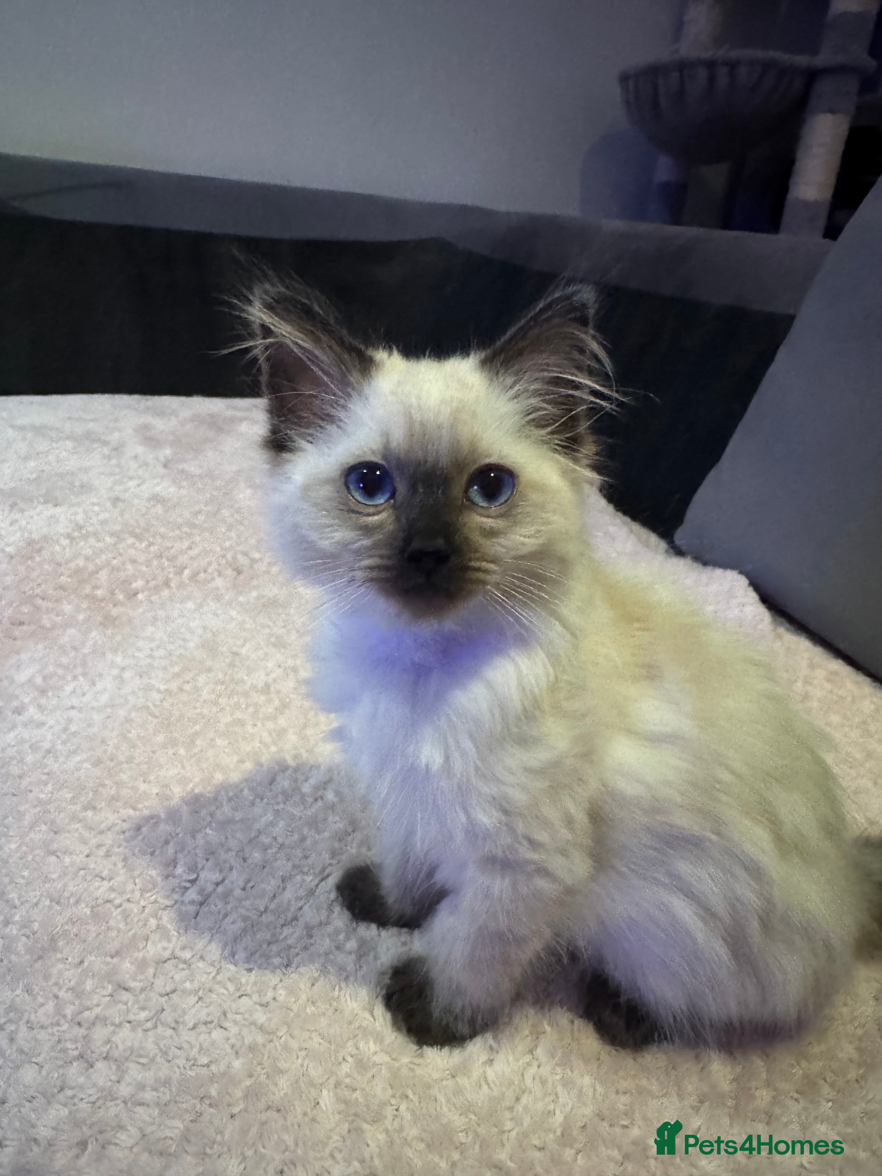 Ragdoll cats Stunning Seal Point Female Ragdoll  - Advert 10
