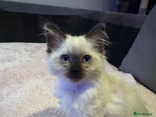 Ragdoll cats Stunning Seal Point Female Ragdoll - Advert 10