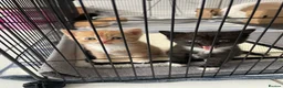 Mixed Breed cats for sale: British Shorthair Mix Kittens  - Advert 15