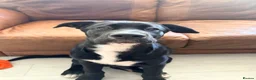 Mixed Breed dogs for sale: Jax male puppy - Advert 6