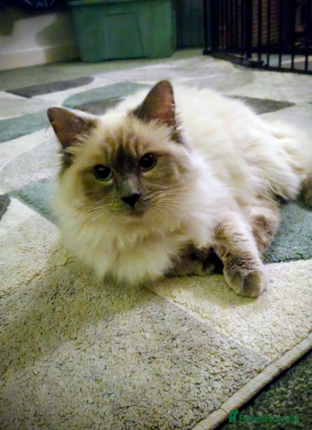 Ragdoll cats for sale: Male ragdoll  - Advert 1