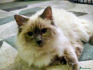 Ragdoll cats Male ragdoll - Advert 7