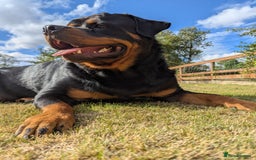 Rottweiler dogs for sale: Dexter, Rottweiler - Image 10