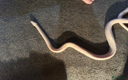 Corn Snake reptiles for sale: Female albino corn snake - Advert 4