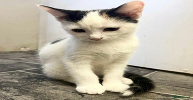 Mixed Breed cats - Advert 16