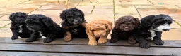 Mixed Breed dogs for sale: STUNNING AUSTRALIAN LABRADOODLE GIRL - Advert 9