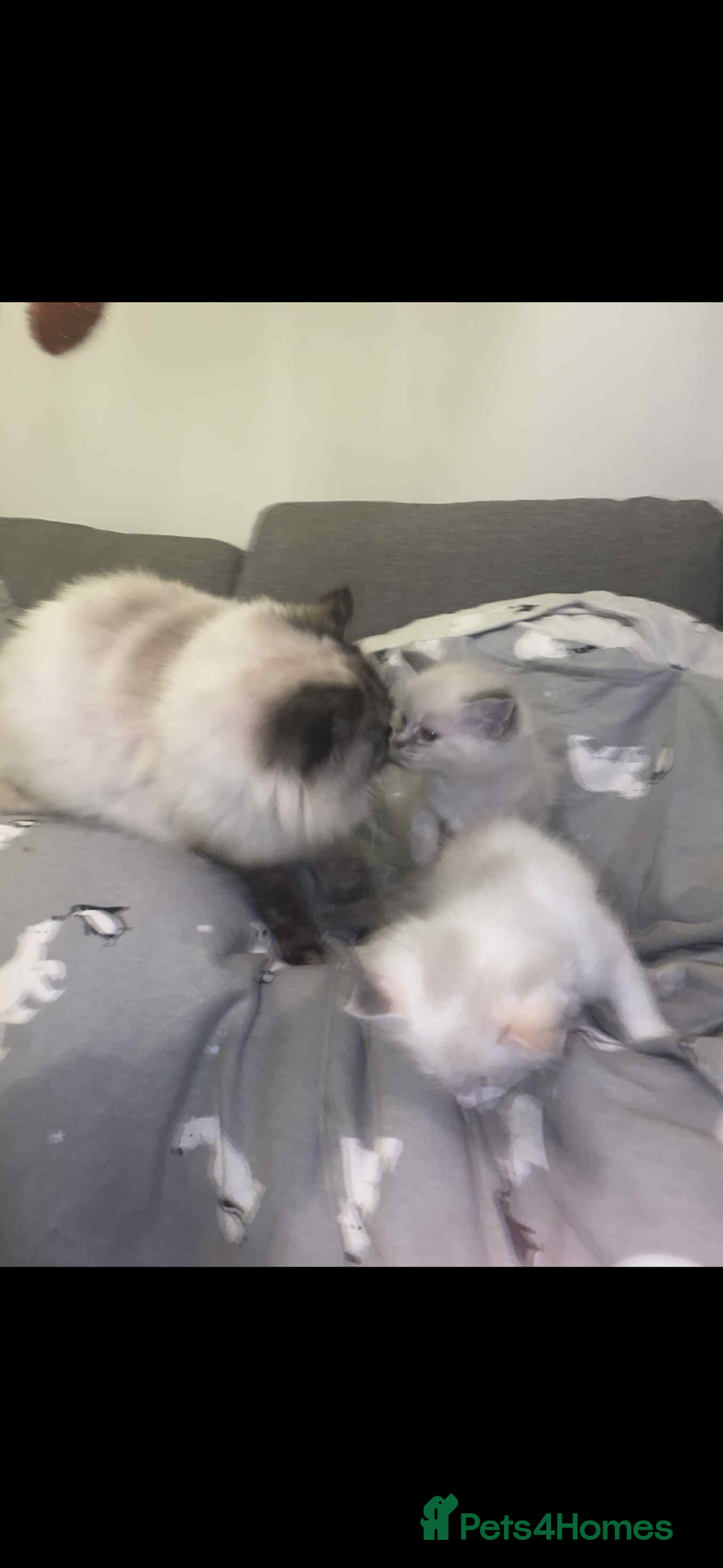 Ragdoll cats for sale: Beautiful ragdoll kittens  - Advert 10