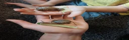 Snails invertebrates for sale: Adult land snails - Advert 3