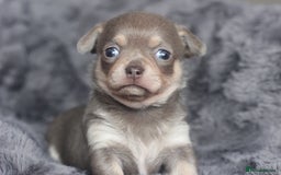 Chihuahua dogs for sale: KC ⭐ stunning Chihuahuas smooth lilac Tri  🐕  - Image 7