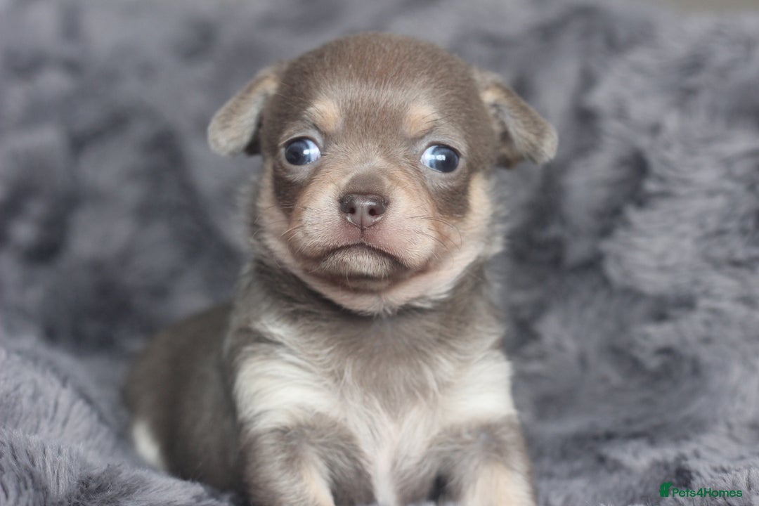 Chihuahua dogs for sale: KC ⭐ stunning Chihuahuas smooth lilac Tri  🐕  - Image 7