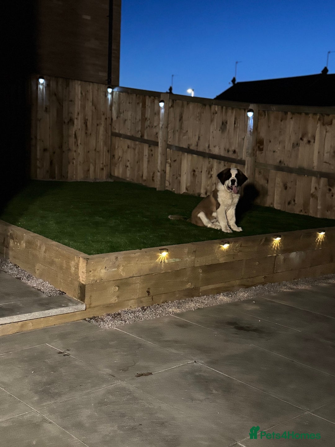 Saint Bernard dogs for sale: Saint Bernard for forever home  - Advert 11