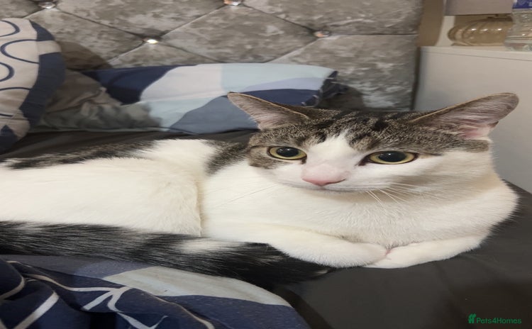 Domestic Shorthair cats - Advert 2