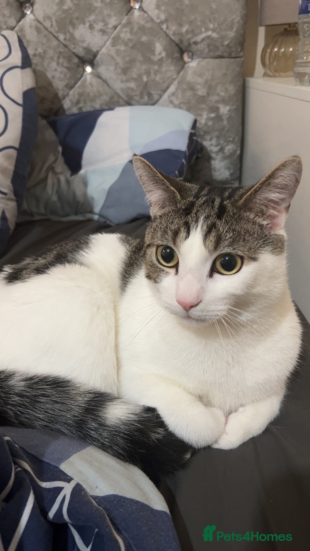 Domestic Shorthair cats for sale: boy cat  - Image 1