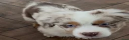 Miniature American Shepherd dogs for sale: 1 x Red Merle Mini American Shepherd Puppy - Boy - Advert 10