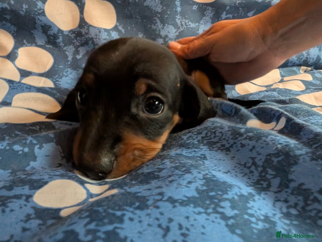 Dachshund dogs for sale: Dachshund Puppies - Image 13