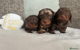 Miniature Dachshund dogs for sale: 🤍🐾 READY NEXT WEEK 🐾🤍 - Image 22