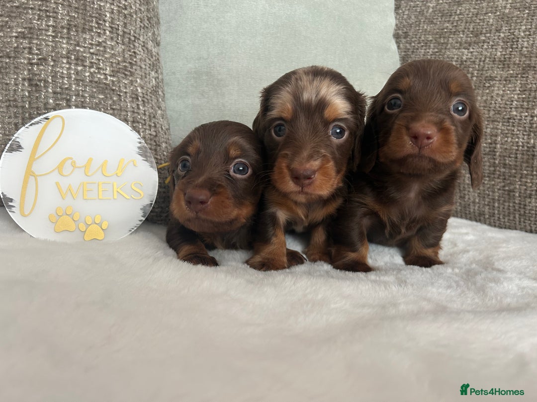 Miniature Dachshund dogs for sale: 🤍🐾 READY NEXT WEEK 🐾🤍 - Image 22