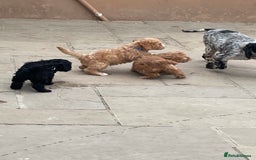 Cockapoo dogs for sale: F1 Cockapoo boys and girls - Image 11