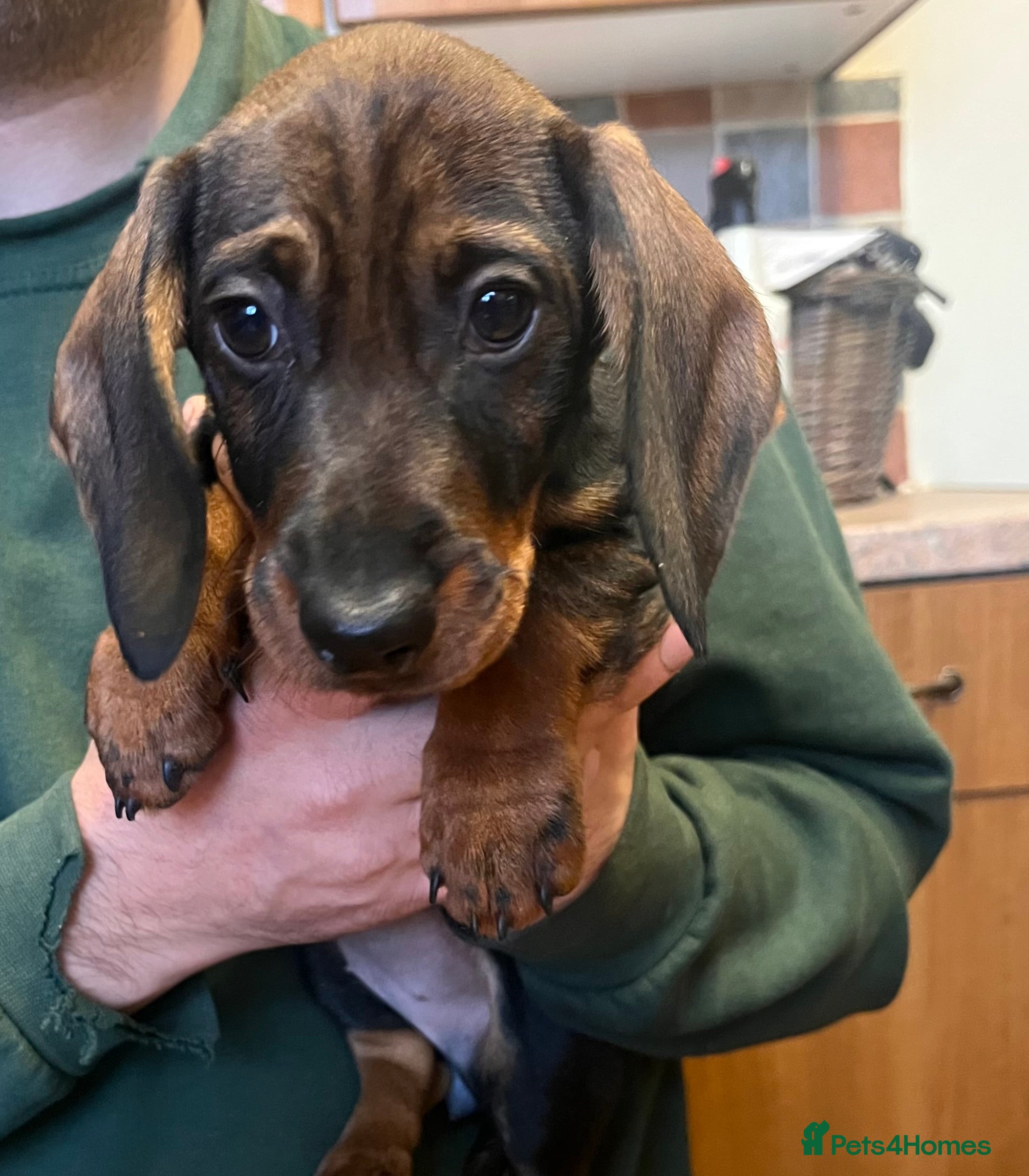 Dachshund dogs FULLY health tested KC wirehair dachshund (Teckel) - Advert 3