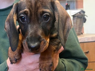 Dachshund dogs FULLY health tested KC wirehair dachshund (Teckel) - Advert 4