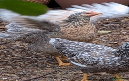 Chickens poultry for sale: Swedish Flower Rare Breed Hens/Cockerels - Image 2