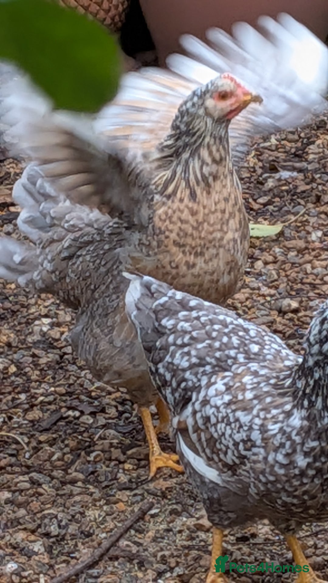 Chickens poultry for sale: Swedish Flower Rare Breed Hens/Cockerels - Image 2