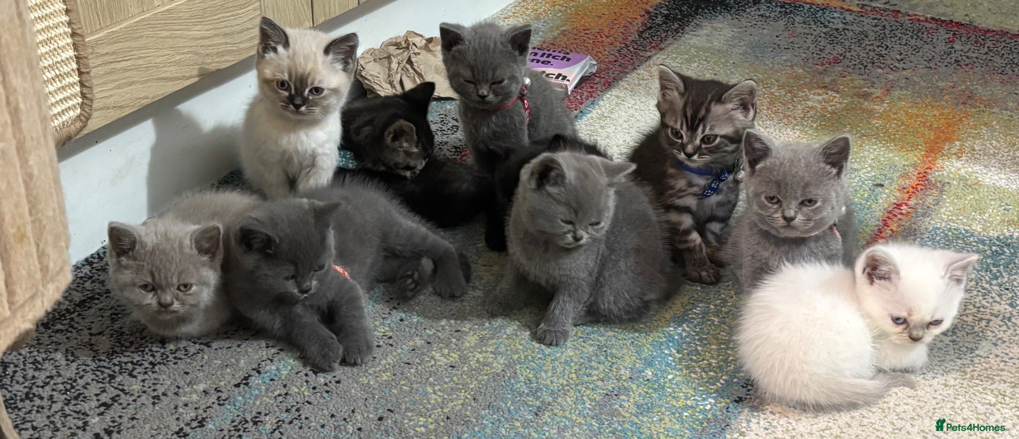 British Shorthair cats 5 beautiful British Blues and Colourpoints - Advert 2