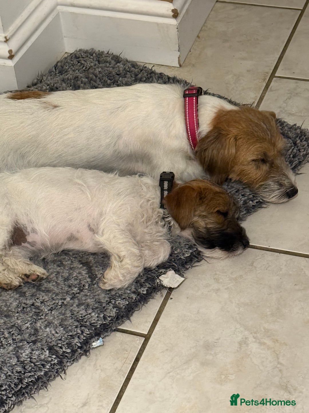 Jack Russell dogs for sale: Beautiful little Girl  - Image 2