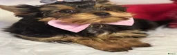 Yorkshire Terrier dogs for sale: ‼️REDUCED PRICE‼️QUALITY KC REG Yorkshire Terrier - Advert 3