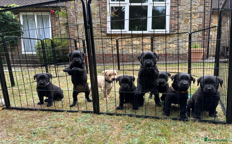 Labrador Retriever dogs - Advert 1