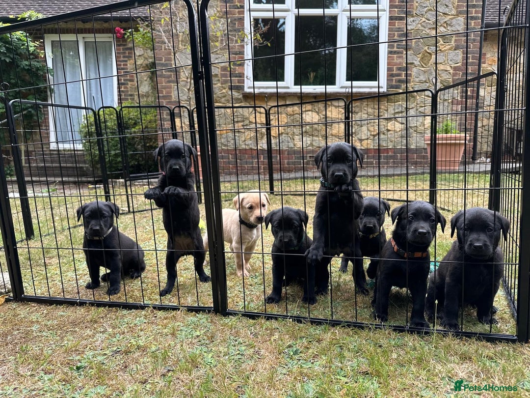 Labrador Retriever dogs for sale: Working Labrador Puppies - 3 boys remaining - Image 1