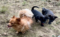 Mixed Breed dogs for sale: Weeranian Pups - Image 19