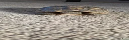 Tortoise reptiles for sale: Tortoise - Advert 5