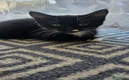 Mixed Breed cats for sale: Male kitten - Image 4