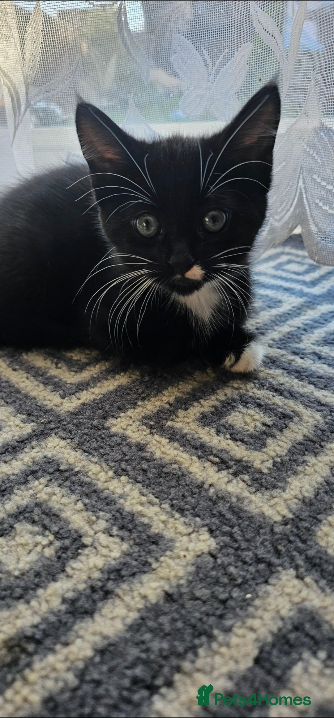 Mixed Breed cats for sale: Male kitten - Image 4