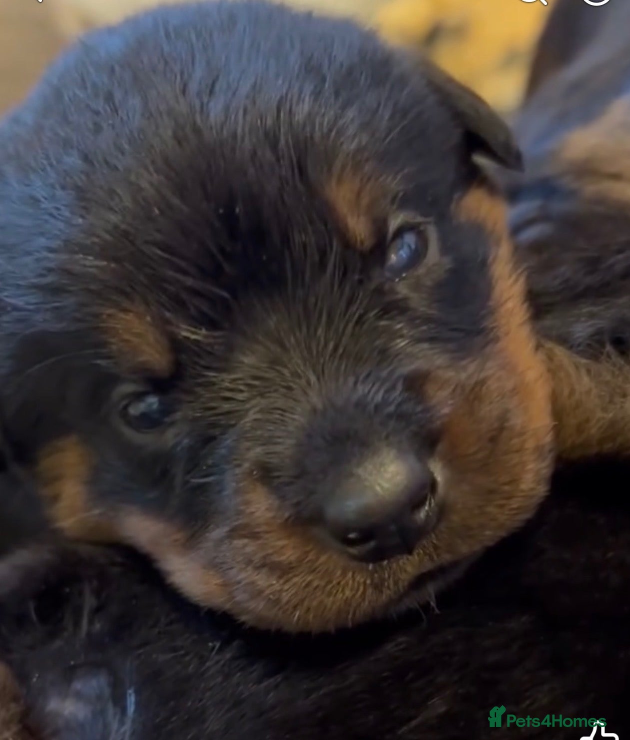 Rottweiler dogs Rottweilers kc reg fully hereditary tested - Advert 11