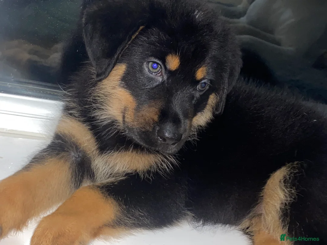 Rottweiler dogs for sale: Fluffy rottie puppy  - Advert 2