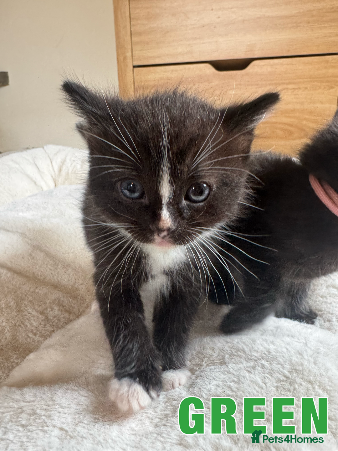 Ragdoll cats for sale: Ragdoll X kittens - Image 7