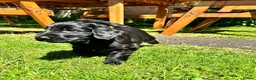 Flat coated Retriever dogs for sale: RKC registered Flat Coated Retrievers - Advert 4