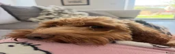 Cockapoo dogs for sale: Bruno - Advert 8