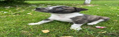 Puppy 4