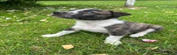 Mixed Breed dogs for sale: Border collie x lurcher puppies merle - Advert 11