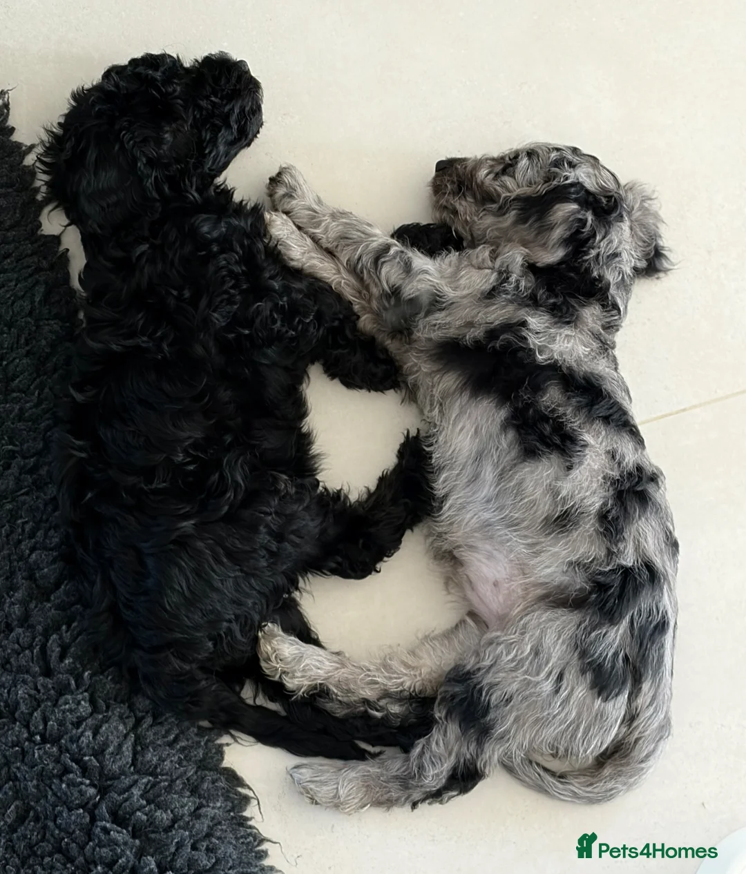 Cockapoo dogs for sale: REDUCED! READY TO GO! Beautifully Marked Cockapoos - Advert 2