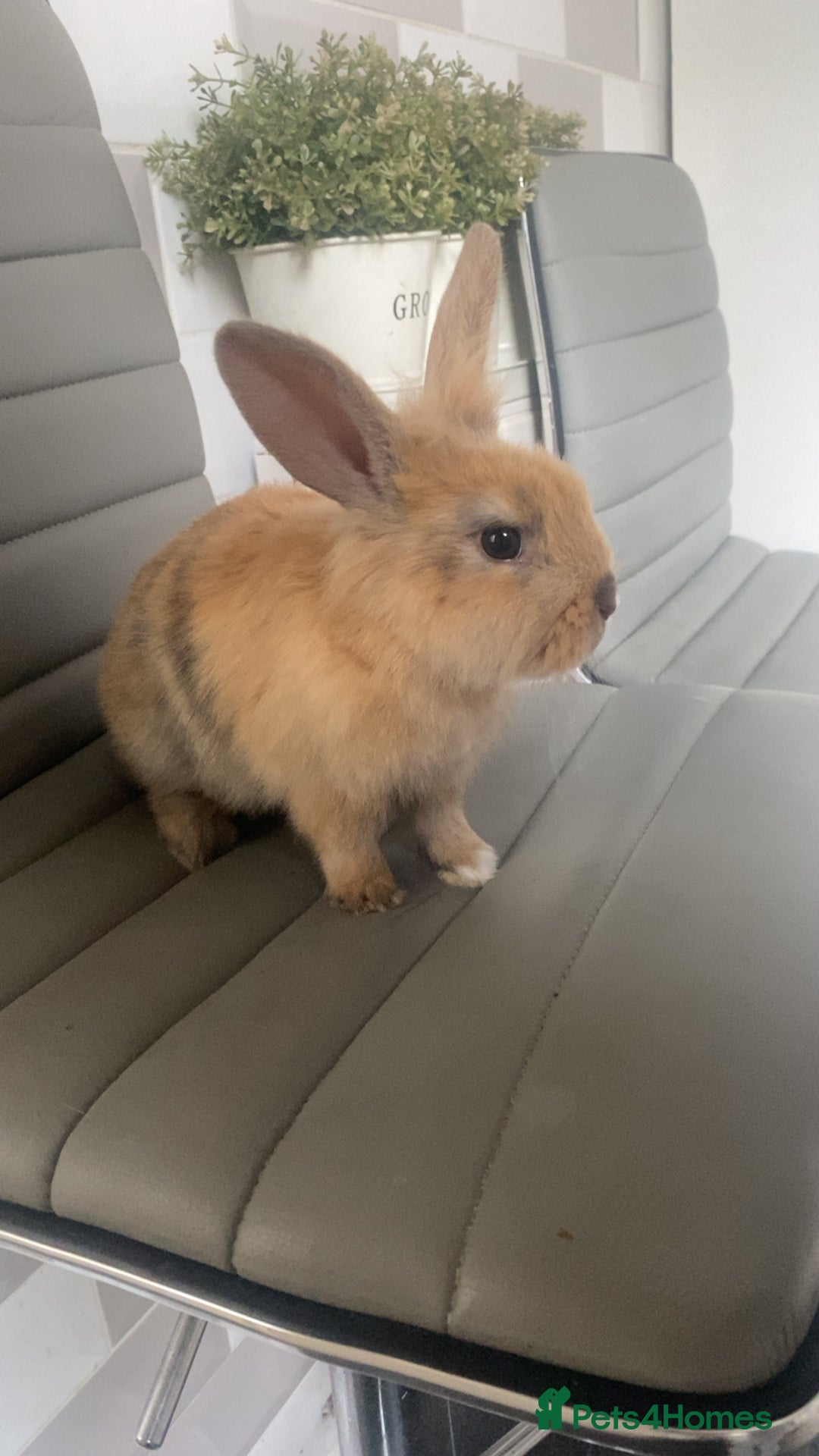 Mini Lop rabbits for sale: Bunny’s ready to go now - Image 4