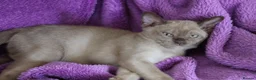 Burmese cats for sale: Beautiful playful Burmese kittens  - Advert 7